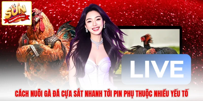 Cách nuôi gà đá cựa sắt nhanh tới pin phụ thuộc nhiều yếu tố